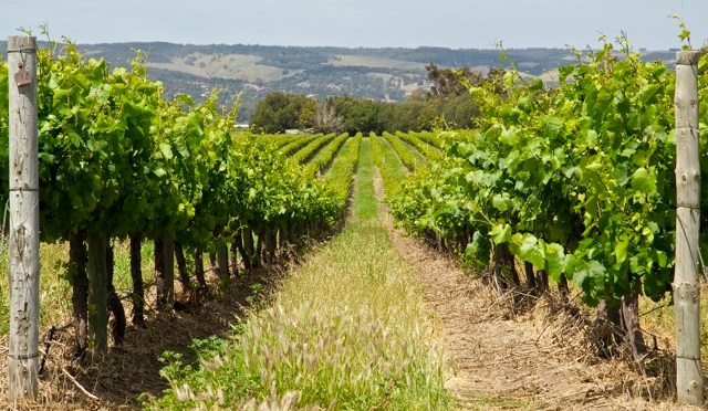 Embrace the wild with style!