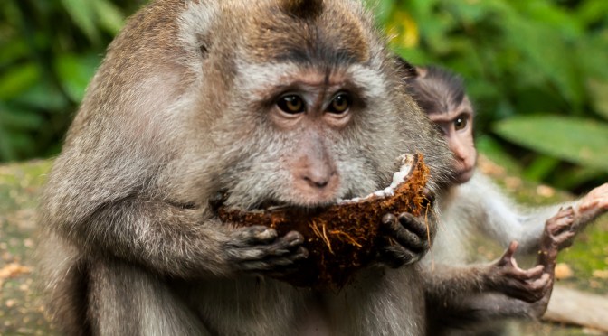 3 typical dishes to eat in Adelaide – Australia!