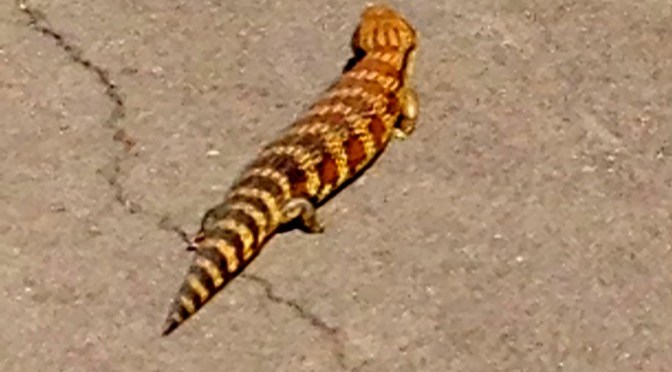 A little taste of Australian wildlife…