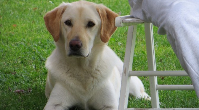 They called it puppy love…