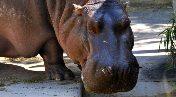 Panic in the laundry room!