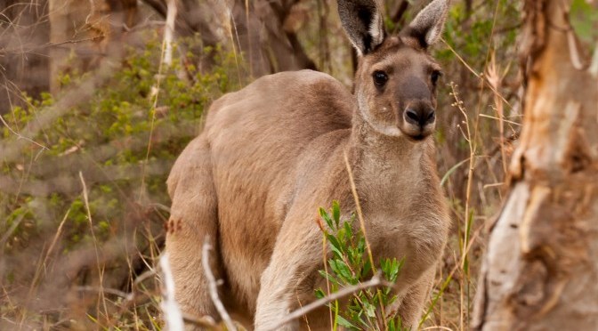 Do you speak Aussie?