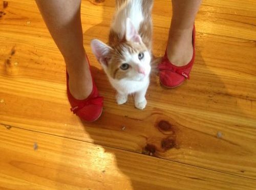 The pur-fect playground in Adelaide